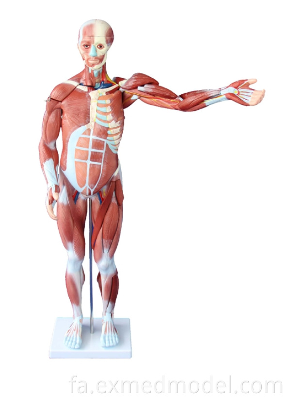 Human Muscle Model